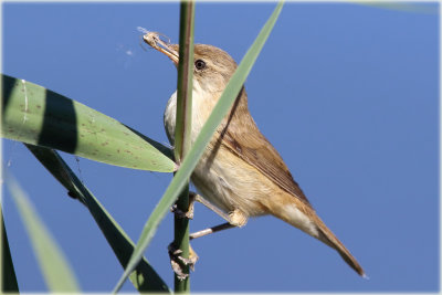Reed Warbler 