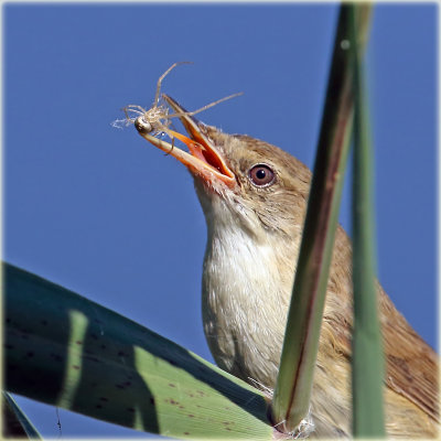 Reed Warbler 
