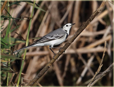 Pied Wagtail