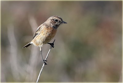 Stonechat 