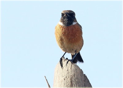 Stonechat