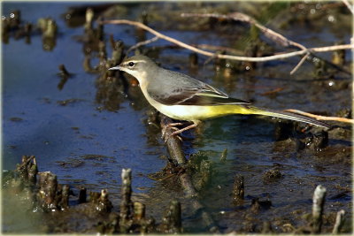 Grey Wagtail