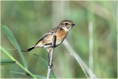 Stonechat 