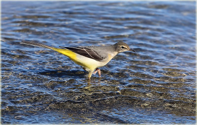 Grey Wagtail