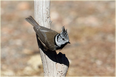 Crested Tit 