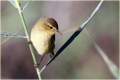 Chiffchaff