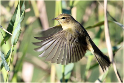Chiffchaff