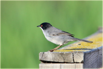 Sardinian Warbler
