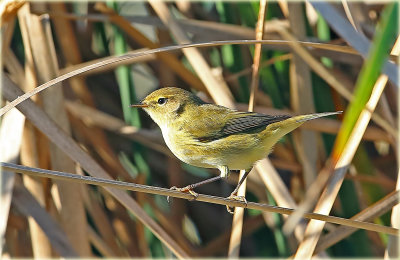 Chiffchaff