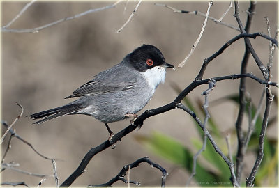 Sardinian Warbler