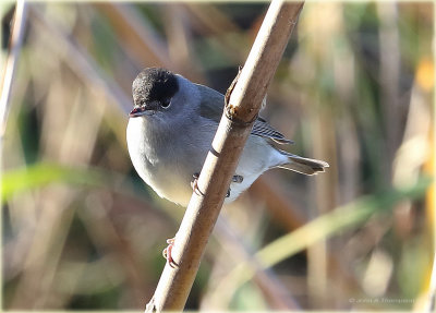 Blackcap 