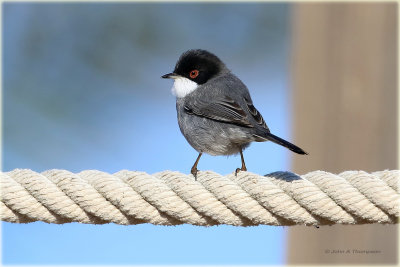 Sardinian Warbler 