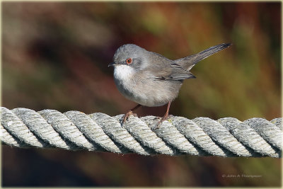 Sardinian Warbler Female