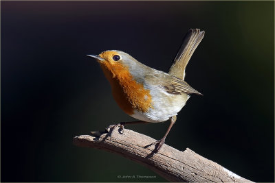 Robin 