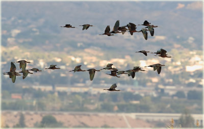 Flock of Glossy Ibis