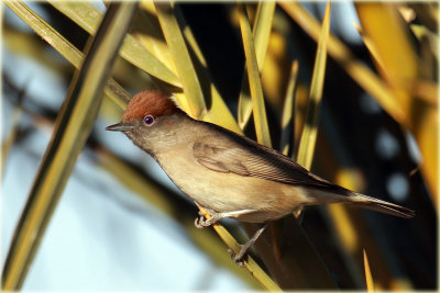 Blackcap 