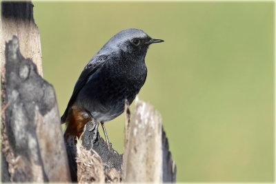 Blackredstart