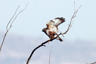 Common Buzzard 