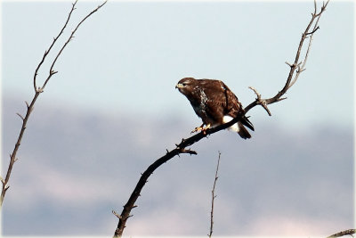 Commom Buzzard 
