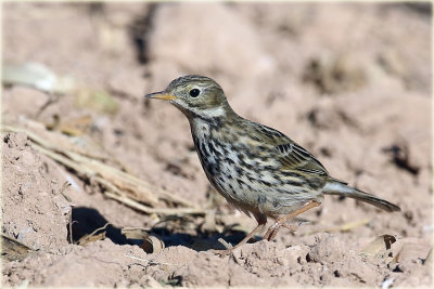 Water Pipit