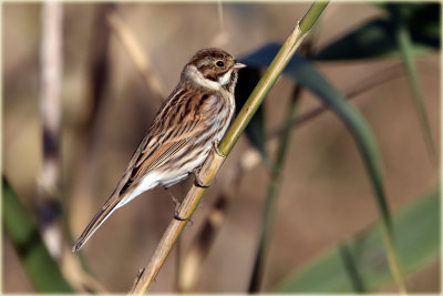 Reed Bunting 