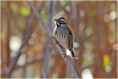 Reed Bunting 