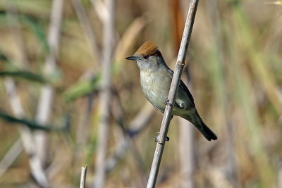 Blackcap