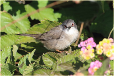 Sardinian Warbler 