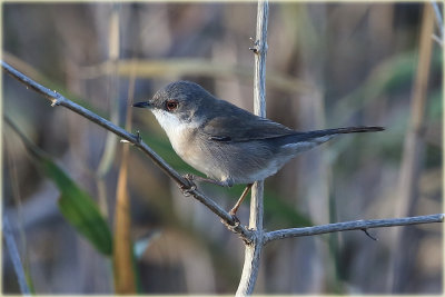 Sardinian Warbler Female