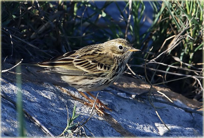 Water Pipit 