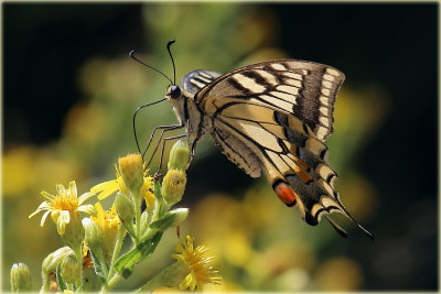 P.m gorganus Butterfly 