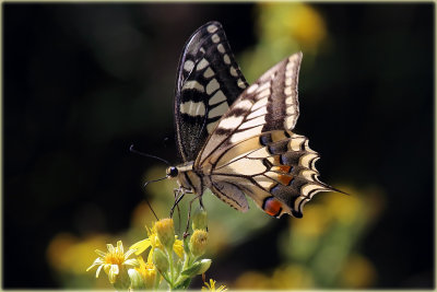P.m gorganus Butterfly aka Swallowtail.JPG