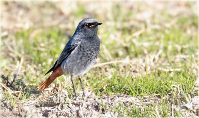 Black Redstart 