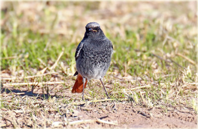 Black Redstart 