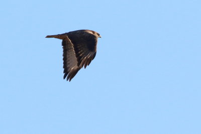 Buzzard 