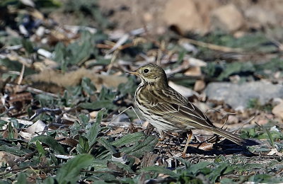 Water Pipit