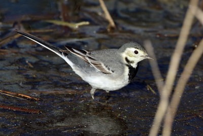White Wagtail