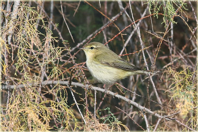 Willow Warbler