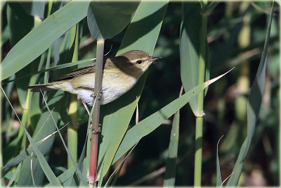 Chiffchaff