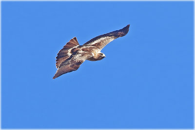 Booted Eagle Light 