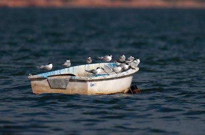 Common Tern  B2.JPG