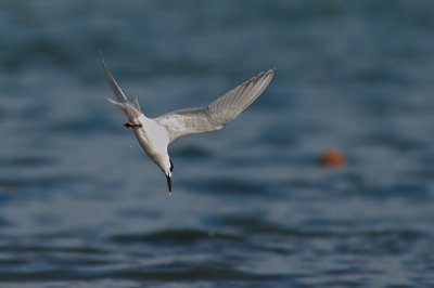 Common Tern 2.jpg