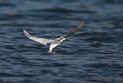 Common Tern 4.jpg