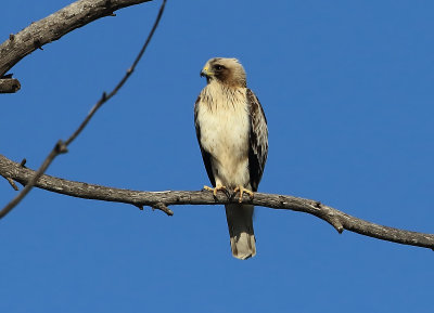 Booted Eagle Juv 2.JPG