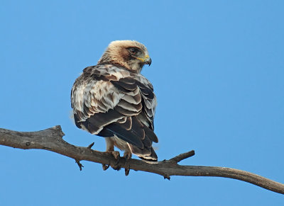 Booted Eagle Juv 