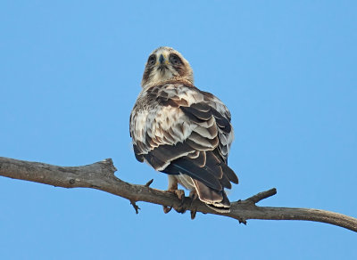 Booted Eagle Juv 