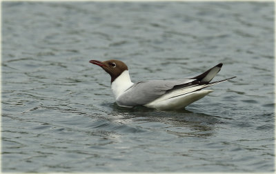 Black Headed Gull