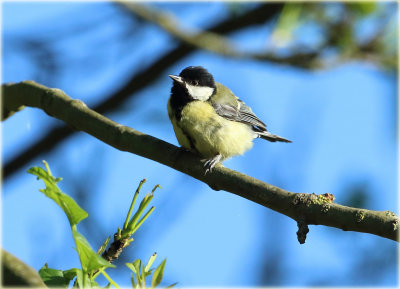 Great Tit 