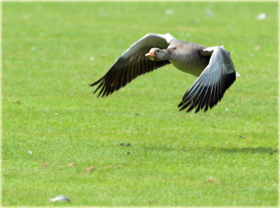 Greylag Goose 