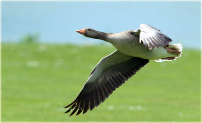 Greylag Goose 